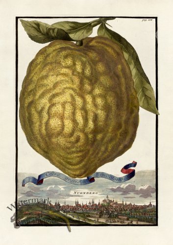 (image for) Volckamer 044