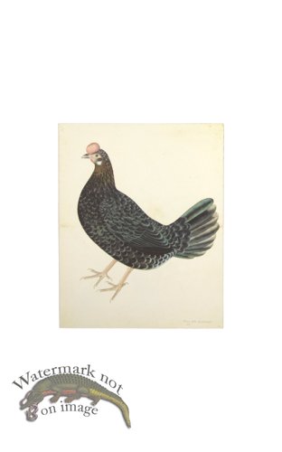 (image for) SWEDISH ORIGINAL FARMHEN . PL 29
