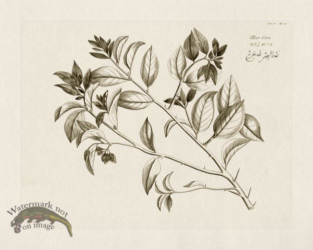 (image for) HORTUS VOl 05 38