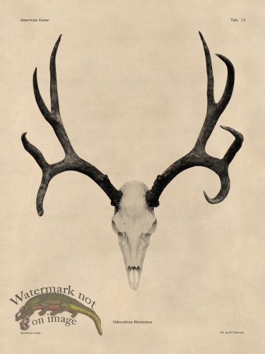 (image for) Tan Bones 12 Mule Deer