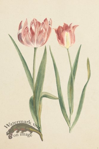 (image for) Blomboken 029