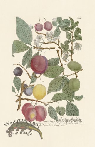 (image for) Weinmann PL 836