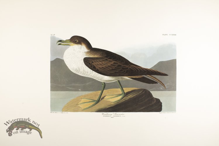 (image for) Wandering Shearwater