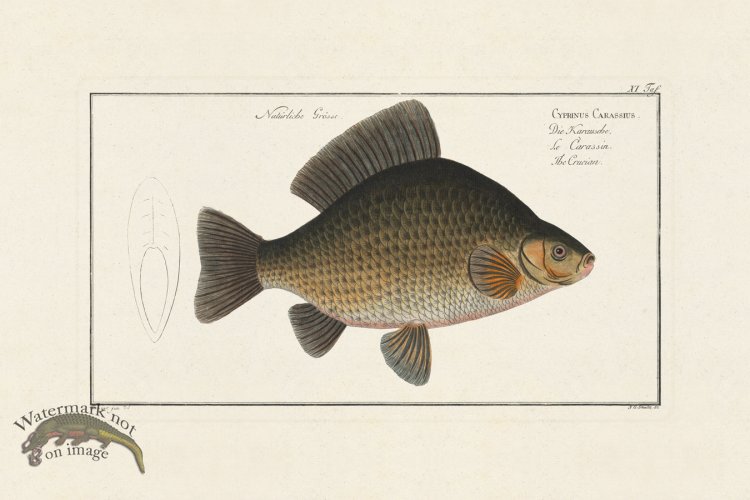 (image for) Bloch Fish 011