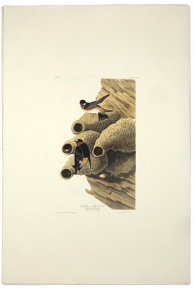 Republican or Cliff Swallow