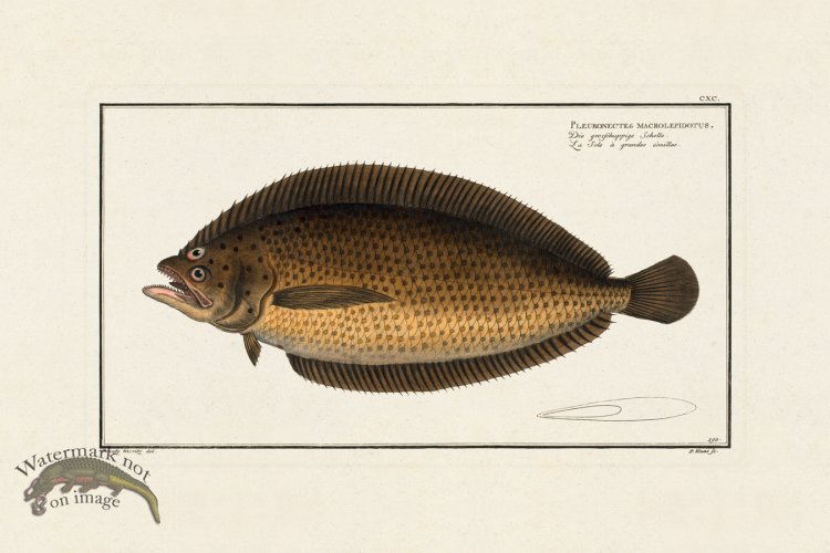 (image for) BLOCH FISH 190