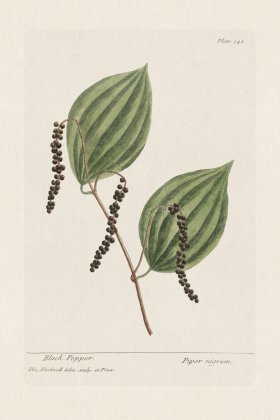 BEE 348 Black Pepper