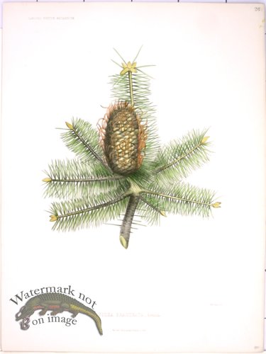 (image for) Lawson Pine Cone 26