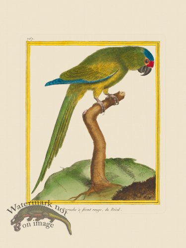 (image for) Martinet Bird 767