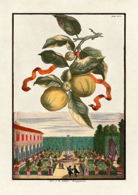 Volckamer 075