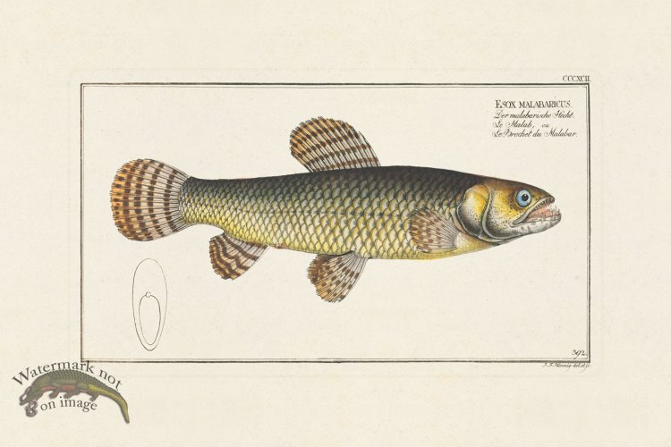 (image for) BLOCH FISH 392