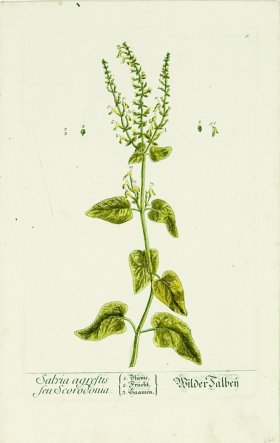 Blackwell German 067