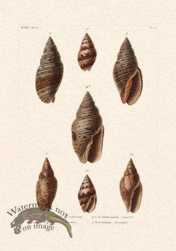 (image for) French Shell 004