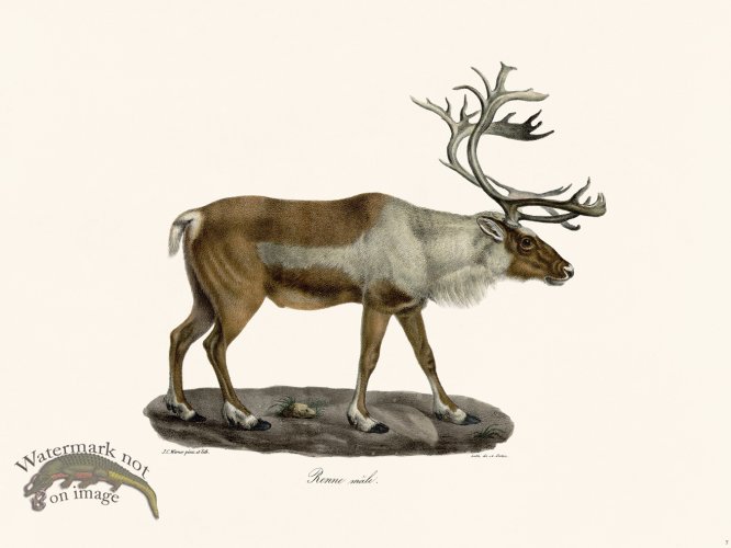 Cuvier 007 Male Reindeer