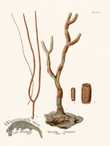 (image for) Esper Coral 014