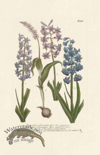 (image for) Weinmann PL 586