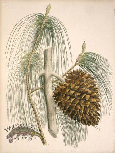 (image for) Lawson Pine Cone 01
