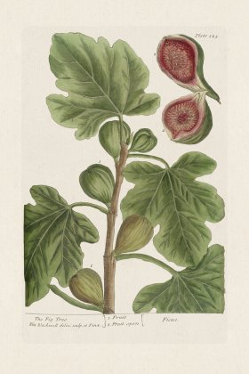 BEE 125 The Fig Tree