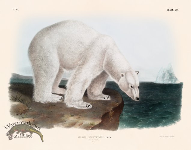 091 Polar Bear