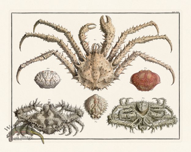 (image for) Seba B2 022 King Crab