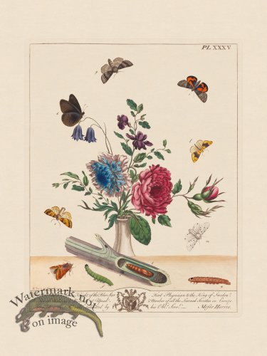 (image for) Moses Harris Insects 35