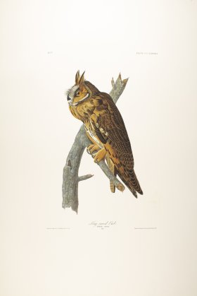 Long-Eared Owl