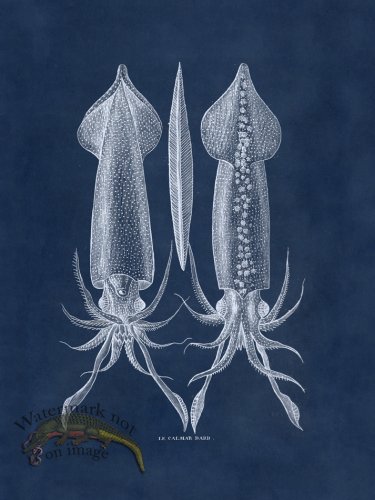 (image for) Octopus Blue 39