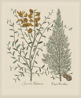 Besler 138 Colored B2