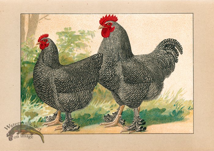 (image for) Chicken 58