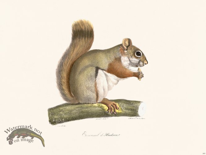 (image for) Cuvier 265 Hudson Squirrel