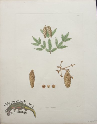 (image for) LG Pine Cone 10