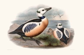 (image for) Gould Waterfowl 21