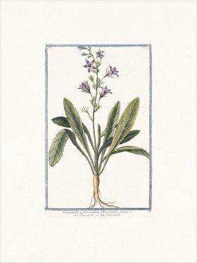 Bonelli 074 Edible bell flower