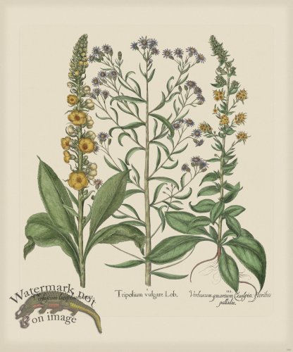 (image for) Besler 266 Colored B2