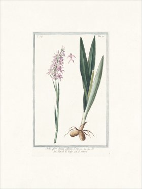 Bonelli 670 early purple orchis