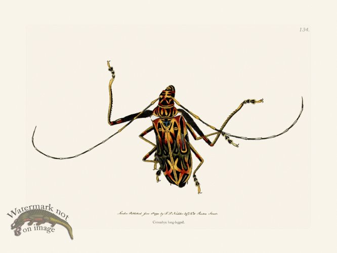 (image for) 134 Cerambyx Long-Legged