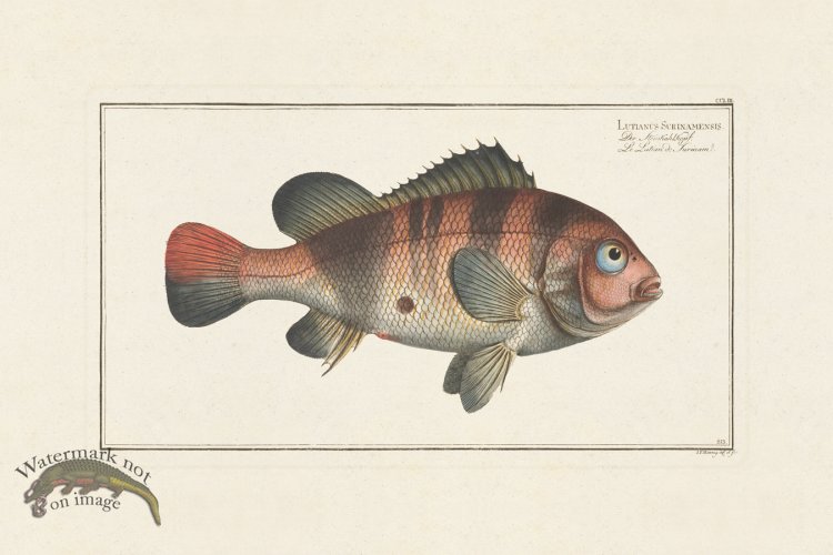 (image for) BLOCH FISH 253