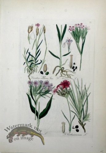 (image for) Deutschlands Flora 26