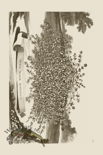 (image for) Abraham Munting 103