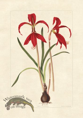 (image for) Edward bury 6