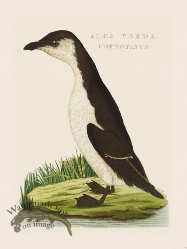 (image for) Nozeman Bird 034