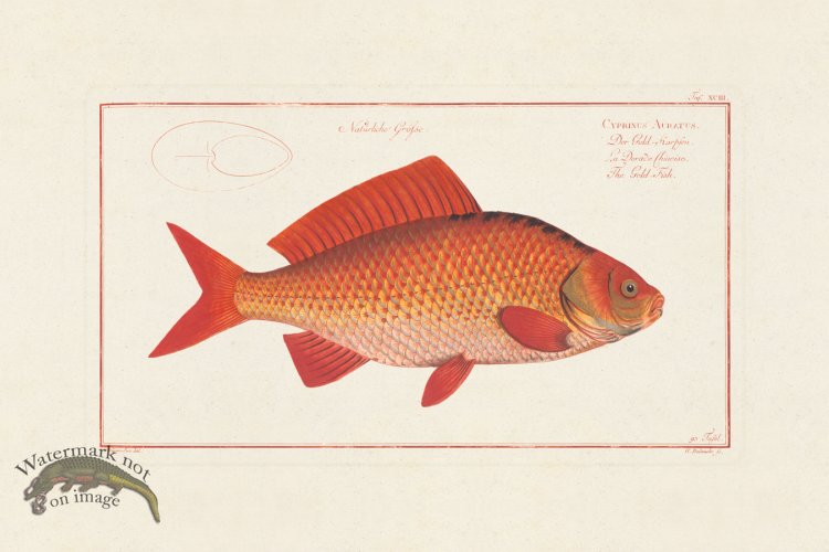 (image for) BLOCH FISH 093