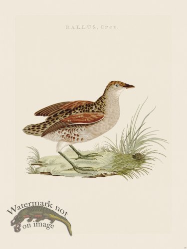 (image for) Nozeman Bird 227