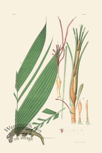 (image for) Rodrigues Palm Front 009