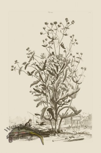 (image for) Abraham Munting 223