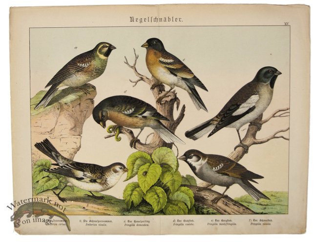 (image for) Chaffinch Finch