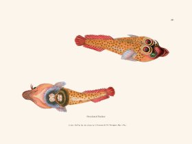 049 Occelated Sucker