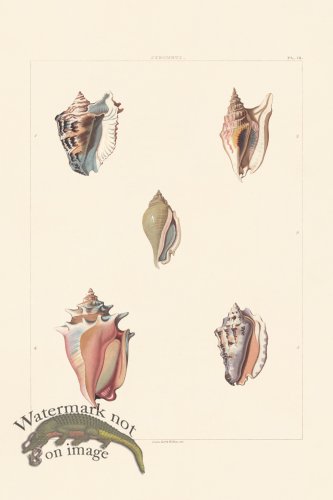 (image for) Perry Shell 12