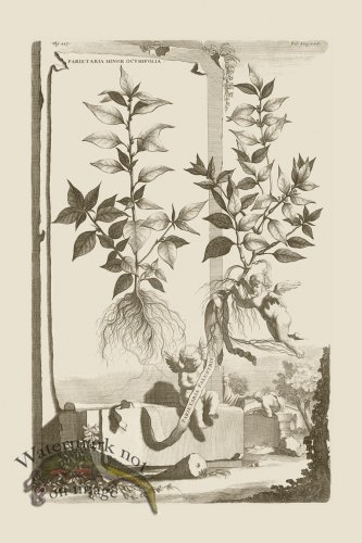 (image for) Abraham Munting 227