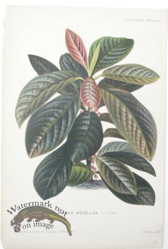 (image for) Horticult LP 18